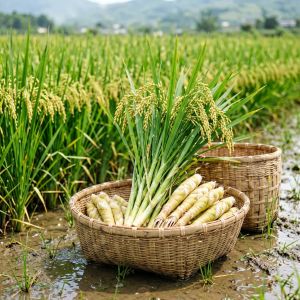 内蒙古水稻田间管理关键技术，2026年最新经验