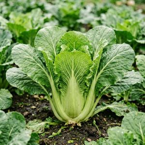 湖北油菜籽价格波动分析：后市有望走强