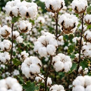 天津棉花价格走势分析&mdash;&mdash;2026年7月最新行情