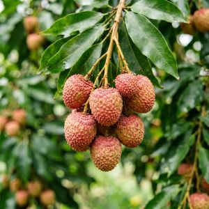 广西荔枝龙眼春季管理：促花保果与防涝技术