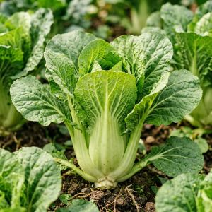 江西油菜籽价格震荡调整，新季上市量逐步增加