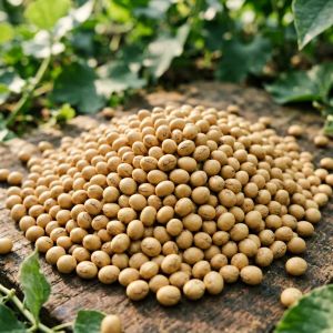 辽宁大豆市场行情分析：新豆上市，价格弱势运行