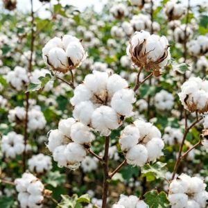 内蒙古棉花价格走势分析&mdash;&mdash;2026年7月最新行情