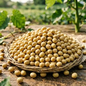 北京大豆常见病害识别与防治方法