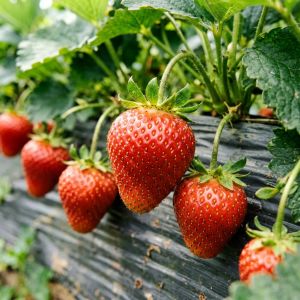 辽宁草莓种植技术全攻略，2026年最新要点