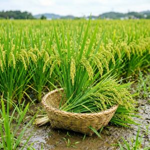 内蒙古水稻种植技术全攻略，2026年最新要点