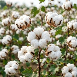 新疆棉花价格稳中偏强，种植面积微降支撑后市