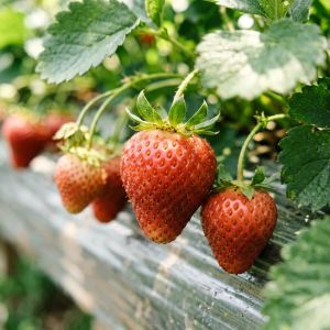 吉林草莓种植技术全攻略，2026年最新要点