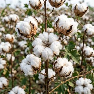 新疆棉花市场：新年度种植成本上升，价格预期偏强