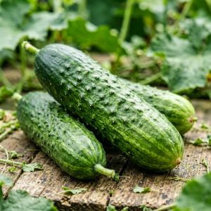 吉林黄瓜高效种植技术，2026年增产秘诀