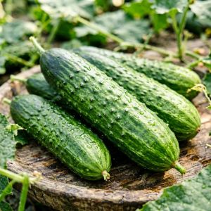 辽宁黄瓜高效种植技术，2026年增产秘诀
