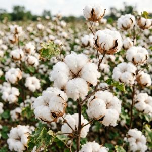 辽宁棉花价格走势分析&mdash;&mdash;2026年7月最新行情
