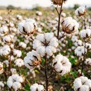 上海棉花价格走势分析&mdash;&mdash;2026年7月最新行情