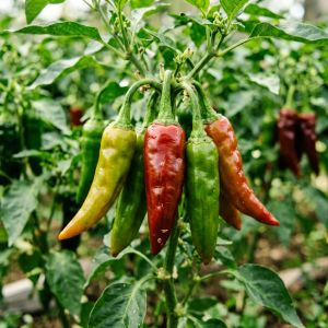 黑龙江辣椒高产栽培技术要点，亩产提升30%的方法