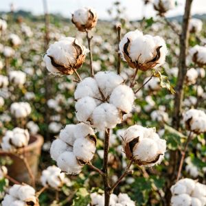 上海棉花田间管理关键技术，2026年最新经验
