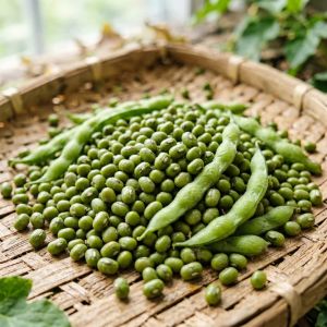吉林白城杂粮豆类行情回暖，绿豆价格受天气影响走高