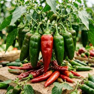 重庆辣椒价格季节性上涨，干椒行情看好