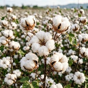 北京棉花田间管理关键技术，2026年最新经验