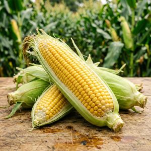 河南玉米大豆带状复合种植技术推广面积超300万亩