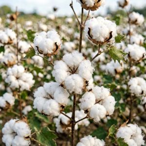 内蒙古棉花种植技术全攻略，2026年最新要点