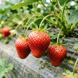 上海草莓种植技术全攻略，2026年最新要点