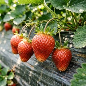 北京草莓种植技术全攻略，2026年最新要点