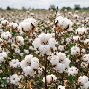黑龙江棉花价格走势分析&mdash;&mdash;2026年7月最新行情
