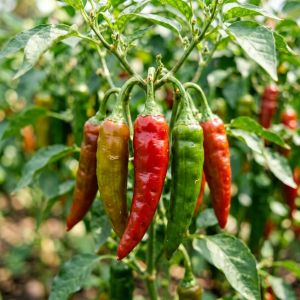 黑龙江辣椒种植前景分析，2026年值不值得种？