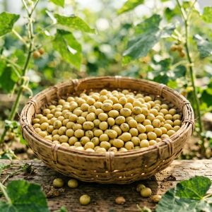 内蒙古大豆种植技术全攻略，2026年最新要点