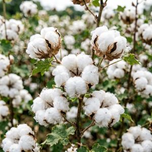 河北棉花价格走势分析&mdash;&mdash;2026年6月最新行情