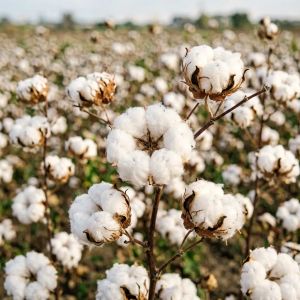 辽宁棉花种植技术全攻略，2026年最新要点