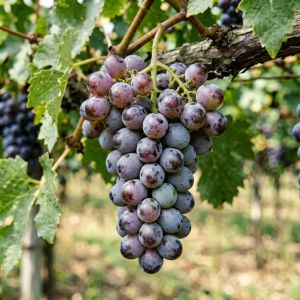 辽宁葡萄种植技术全攻略，2026年最新要点
