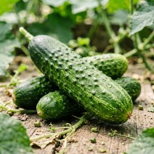 黑龙江黄瓜高效种植技术，2026年增产秘诀