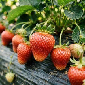 天津草莓种植技术全攻略，2026年最新要点