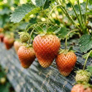 内蒙古草莓优良品种推荐及选择要点