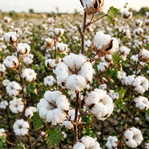 天津棉花种植技术全攻略，2026年最新要点