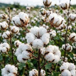 山西棉花种植技术全攻略，2026年最新要点