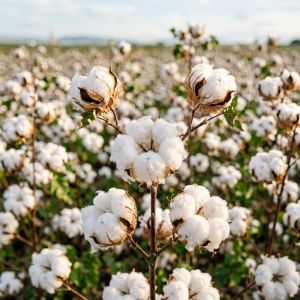 黑龙江棉花田间管理关键技术，2026年最新经验
