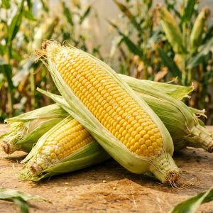 黑龙江玉米行情：新粮上市前价格承压运行