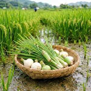山西水稻常见病害识别与防治方法