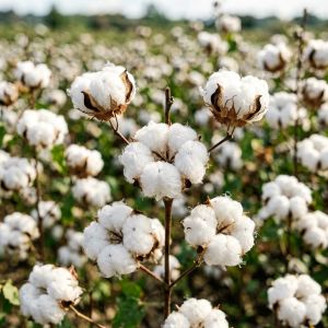 辽宁棉花常见病害识别与防治方法