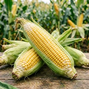 北京玉米种植技术全攻略，2026年最新要点