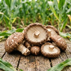 天津香菇种植技术全攻略，2026年最新要点