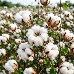 河北棉花常见病害识别与防治方法