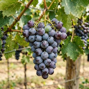 宁夏酿酒葡萄成熟期天气分析及品质预测