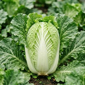 北京秋季大白菜行情分析：供需两旺