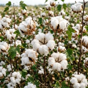 新疆棉花市场行情：供需博弈与价格展望