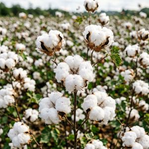 上海棉花种植技术全攻略，2026年最新要点